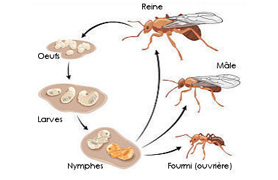 Cycle de la fourmis Alsace Lorraine